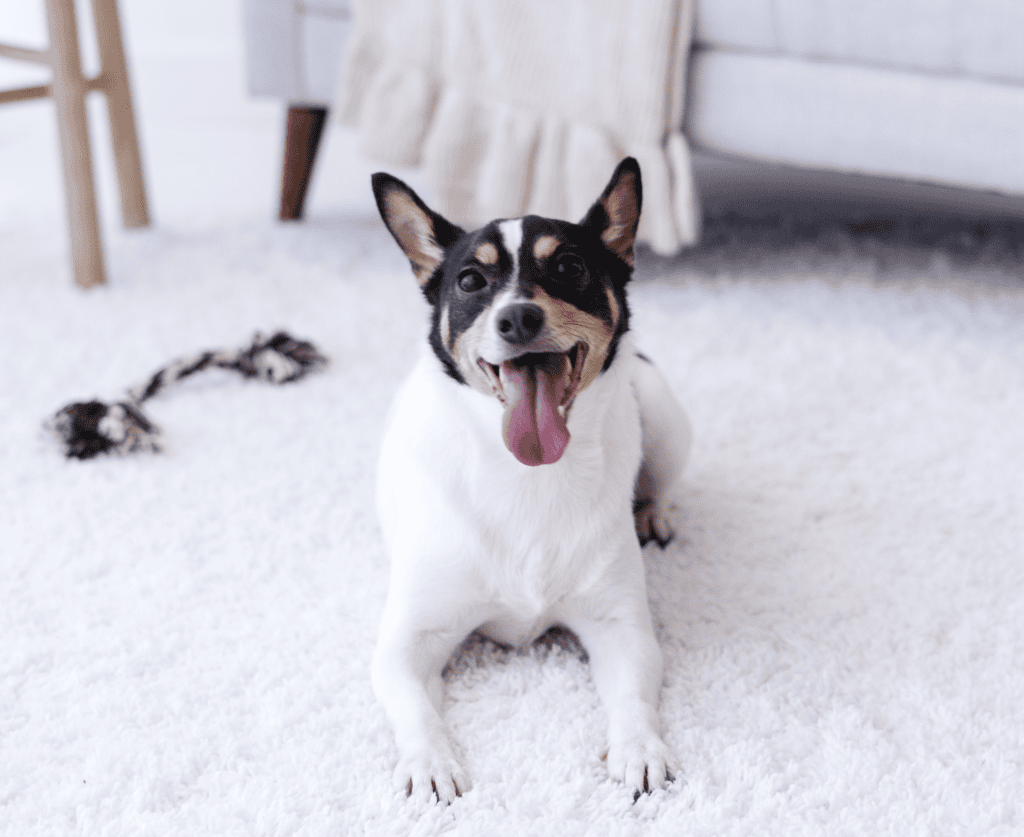 dog laying down with tongue hanging out - is rover worth it for making money